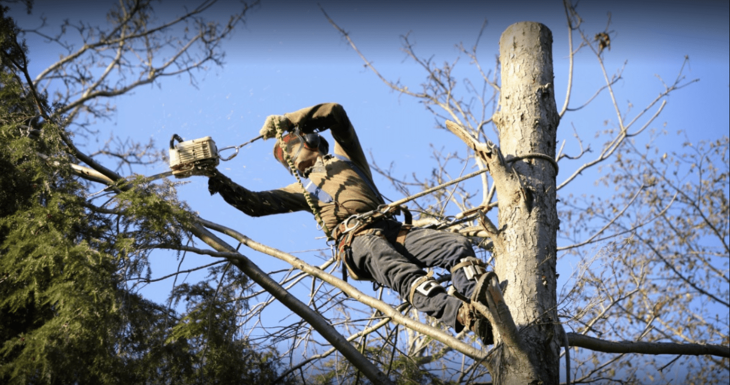 tree specialist near me